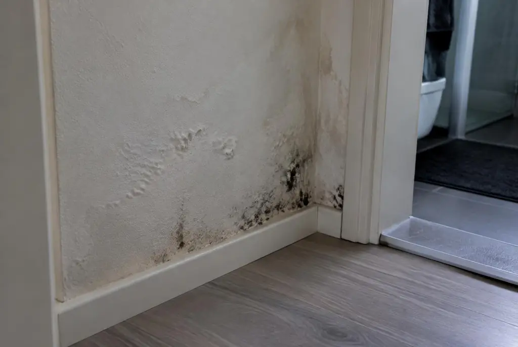 Lekdetectie Waalwijk – vochtplek met schimmel op een muur